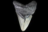 Bargain, Megalodon Tooth - North Carolina #83946-1